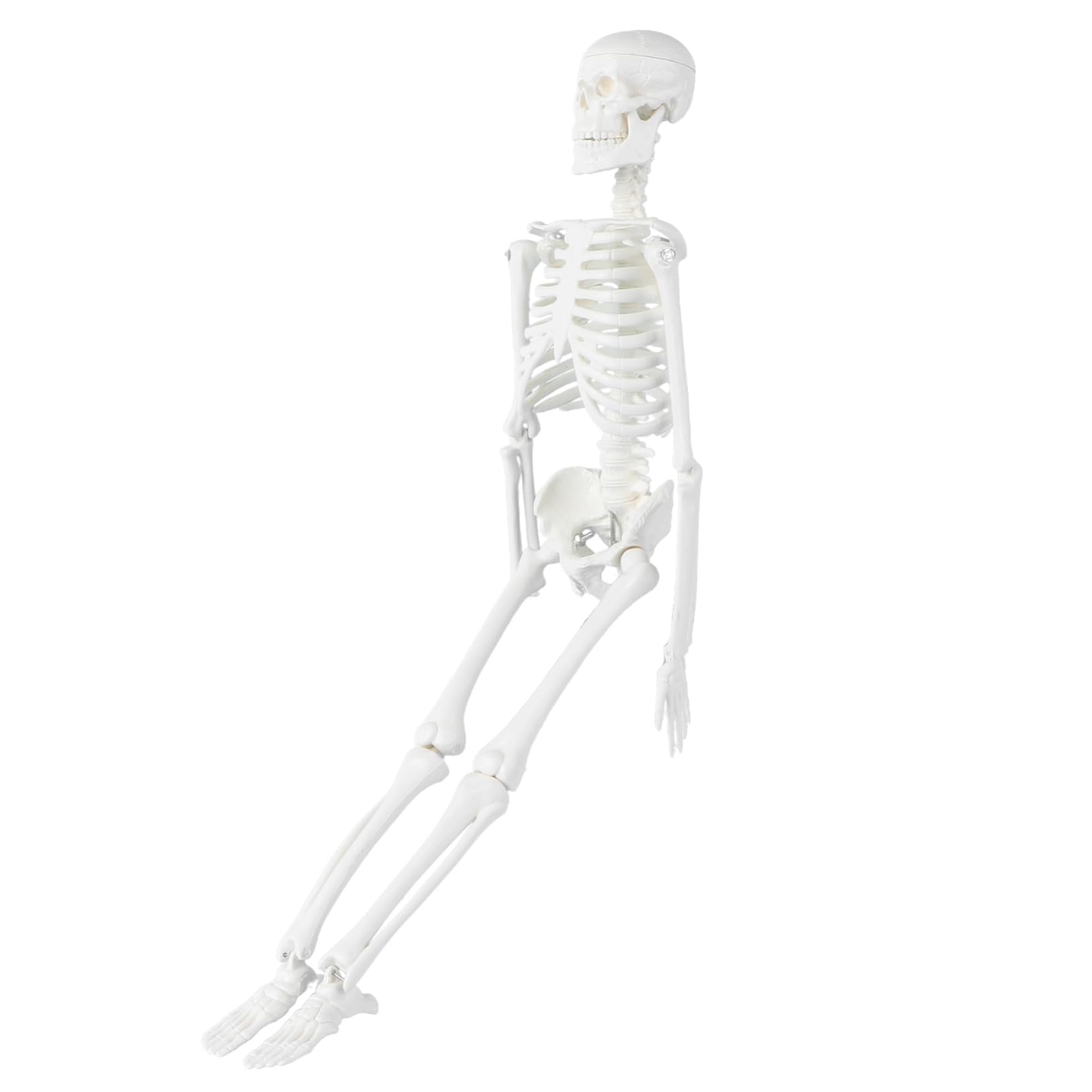 GLEAVI Medical Study Supplies Human Skeleton Statue Removable Parts Anatomical Skull Decor-picture-15