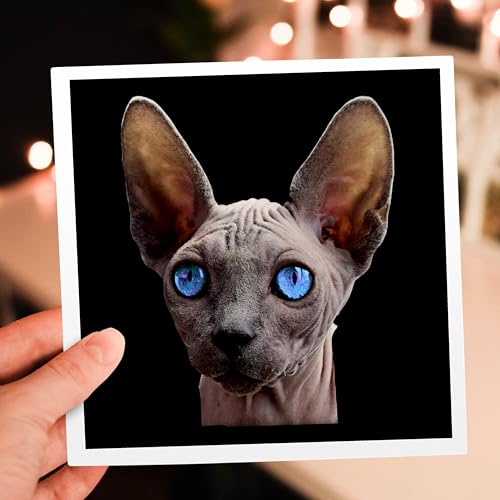 Cartes de vœux chat Sphynx 3dRose lot de 12 format carré - 7