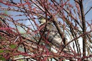 TS-Optics Maksutov TeleObjektiv 100/1000 für Sony/Minolta AF DSLR Kameras, Mak1000 + T2Sony/Minolta – Bild 4