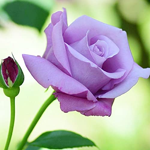 QAUZUY GARDEN 10 Purple Climbing Rose Seeds Rosa Bush Shrub Perennial Showy Vine Flower - Non-GMO Rose Seeds for Planting Garden Outdoor Home
