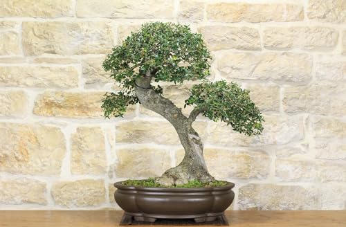 Bonsai Di Phillyrea (31)