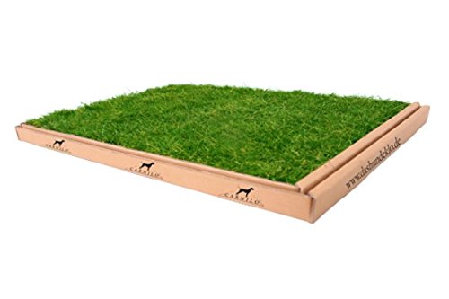 Katzengras CARNILO – Frisches, hochwertiges Gras für Katzen