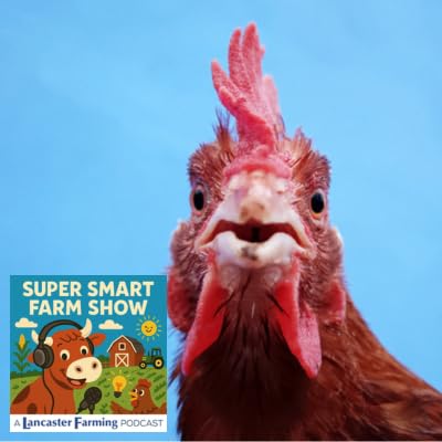 Why Do Chickens Make Those Sounds?