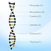 DNA Model Double Helix Structure Model DNA Display Component Biological Science Popularization Teaching for Science Teaching Display