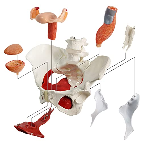 image for Benilev Female Pelvis Model with Pelvic Floor Muscles Perineal Model F