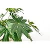 Vingerplant (Fatsia japonica) – 120cm