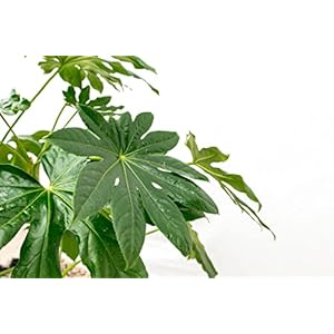 Vingerplant (Fatsia japonica) – 120cm
