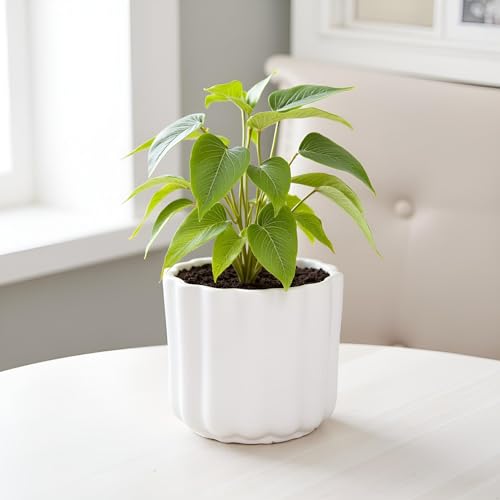 Image of Lasaki Flona White HT Ceramic Pots for Indoor Plants, Planters,gamla,Outdoor,Balcony,Home,Round,Garden, Office Decor,Succulent(H - 11.5 X D - 12.5 cm)(Plants not Included)