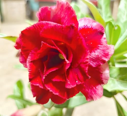 Image of Most Beautiful Fragrange Hybride inch Flower inchTree Plant Pack of 1|| For Home Garden Outdoor Live Flower Tree Plant (Red Adenium)
