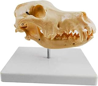 Anatomical Model Head, Canine Dog Skull Model, Canine Skeleton Model, Anatomical Animal Skull Model, Dog Bone Anatomical Medical Teaching Model for Pet Veterinary Medical Educational Aid