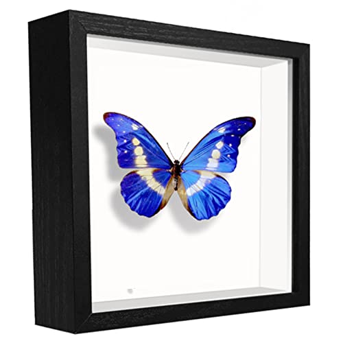 Sunmeg 5X5 Small Shadow Box Frame Display Case, Wood With Plexiglass, Display Case Box For Memorabilia, Medal, Crafts,Tickets And Photos, Picture Frame For Wall And Tabletop (Black, 5X5) #TOP1