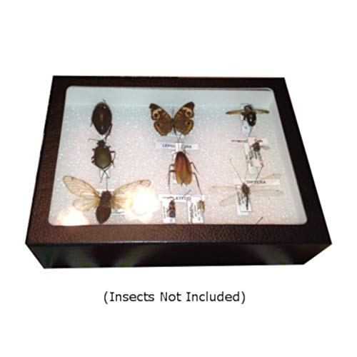 Entomology Display Case (8 inches x 6 inches x 3 inches)