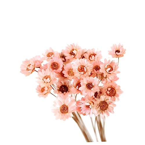 30 flores secas Daisy preservadas para decoración miniatura 1