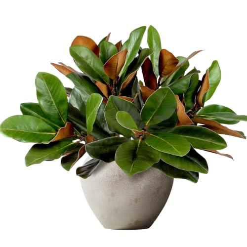 Hoplito 4Pcs 22Inch Artificial Magnolia Leaves with Stems 3D Fake Magnolia Leaf Branch Faux Magnolia Stems Greenery Twigs for Vase Home Indoor Outdoor Party Office Table Centerpieces Decor