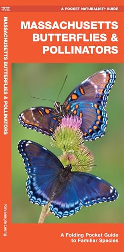 Massachusetts Butterflies & Pollinators (Nature Observation North America)