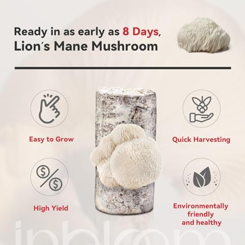 Large Double-Side Organic Lion's Mane Mushroom Growing Kit, Edible 4lbs Non-GMO Mushroom Kit, Grow Mushroom at Home, Indoor Gardening Birthday Gift Holiday Gifts by inbloom - Image 6