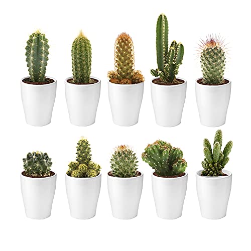 vdvelde.com - Ecoworld Mini Kakteen echte pflanzen mit Keramik kakteen topf  - 10 Verschiedene Arten sehr pflegeleicht, bentigen wenig Wasser - 10  kaktus pflanze  6 cm - Hhe 8-15 cm : Amazon.de: Garten