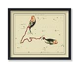 Poster Master Astrology Posters, Pisces Zodiac Constellation Poster, 8x10 Unframed Art Print, Great Vintage Zodiac Poster, Aptitude Vintage Home Wall Decor for Astrology Enthusiasts