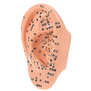 Healifty 1 St Massage Oor Model Producten Chinees Model Onderwijs Oor Model Medisch Acupunctuur Oor Linker Menselijk Oormodel Nep Oor Model Oor Kit Massage Benodigdheden Belettering 3d Pvc