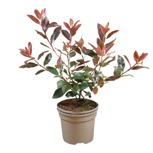 Photinia Natural Arbusto Mediterráneo de Exterior Fácil de Cuidar