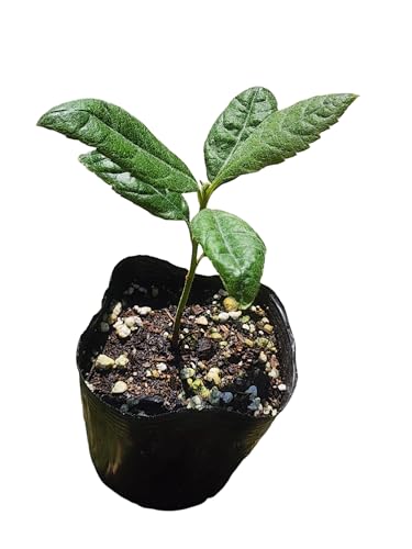 Loquat Starter Plant, Japanese Plump Plant Seedling in Planter (4'-6')