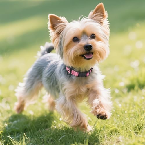 Image of Joytale Reflective Dog Collar, Adjustable Neoprene Padded, Pink S | Breathable Nylon for Small Dogs, No Chafing on Daily Walks and Training, Gentle on Neck, Secure Metal D-Ring, Night Safety