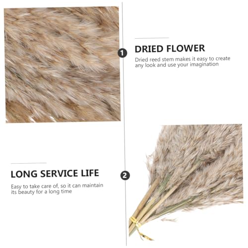 Ramo de flores secas Natural Reed 15 piezas con caja de papel miniatura 3