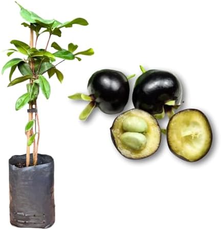 Muda de Grumixama - Rápida Produção - Produz em Vasos