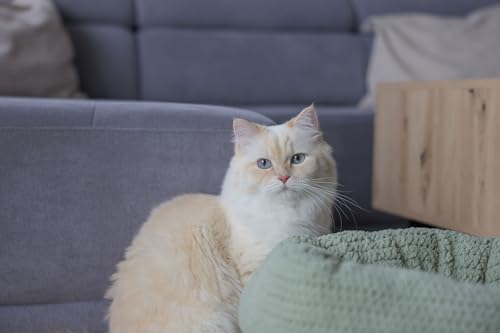 Kerbl-Pet-Kuschelbett-Anne-gruen-O40cm-Hoehe-23cm - sparfuchs24.io – Top Angebote, Tests & Preisvergleiche