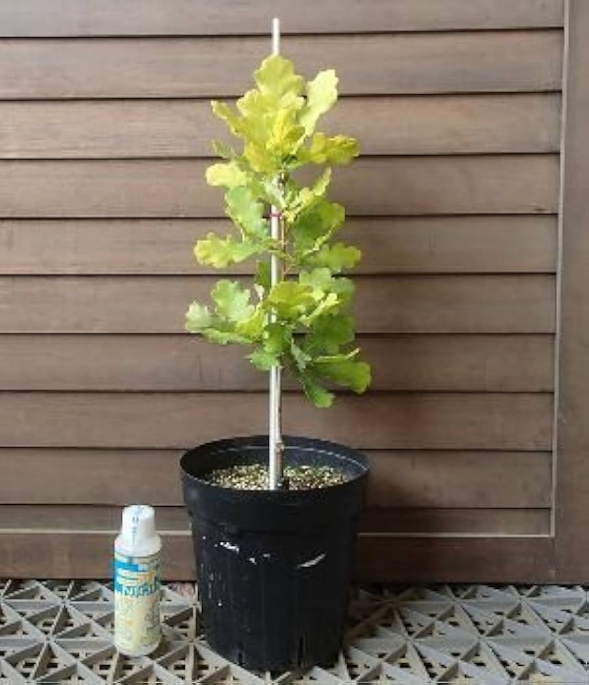 Amazon | イギリスナラ コンコルディア （ヨーロッパナラ 黄金葉