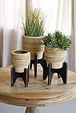 SET OF THREE ROUND CLAY PLANTERS WITH BLACK WOODEN BASE