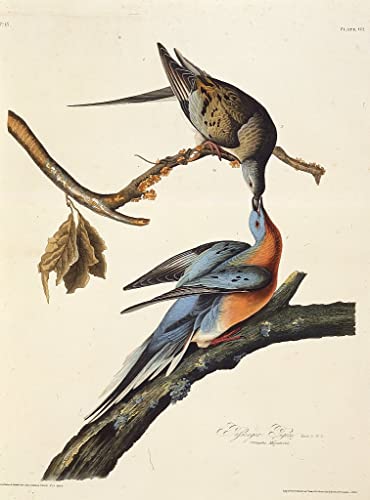 Impression d'affiches oiseaux d'Amérique Audubon pour sublimer votre bureau ou votre salon