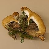 GTK - Geweihe & Trophäen KRUMHOLZ 2 Stück Mauswiesel Präparat Höhe 19 cm Maus Wiesel Tierpräparat Deko