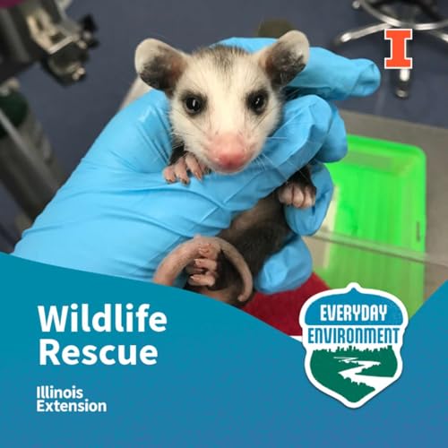 Page de couverture de Wildlife in trouble: when to step in and when to step back