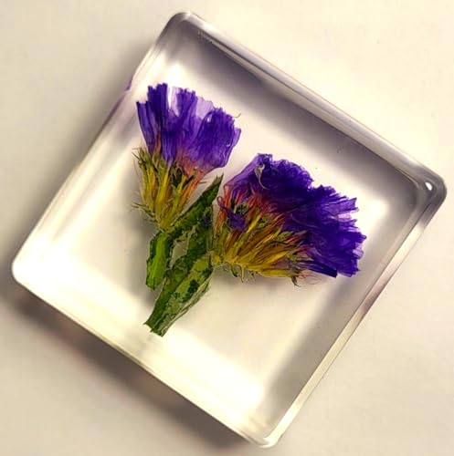 Image of 38mm Real Purple Lavender Flower in Crystal Clear Lucite Resin Specimen Botanist Herb Herbarium Lavandula Collection for Botany Science Education & Desk Ornament Display Small Paperweight