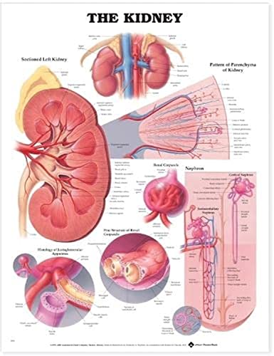 The Kidney Anatomical Chart : poster d'anatomie du rein humain pour cabinet médical