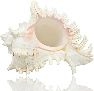 Large Natural Sea Shells, Murex Ramosus shells, Huge Ocean Conch 17-20 cm Jumbo Seashells Perfect for Wedding Decor Beach Theme Party, Home Decorations,DIY Crafts, Fish Tank and Shell Collectors (2)
