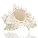  Large Natural Sea Shells, Murex Ramosus shells, Huge Ocean Conch 7-8 inches Jumbo Seashells Perfect for Wedding Decor Beach Theme Party, Home Decorations,DIY Crafts, Fish Tank and Shell Collectors