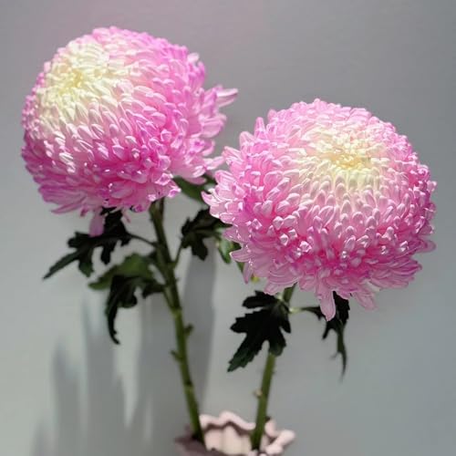 Semi di crisantemo, serre da balcone decorazione del soggiorno semi di selvatici da balcone da giardino roccioso rare 30pcs