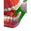 Dental Floss Holder (Blue, Yellow, Green)