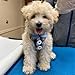 Bark Lover Small Puppy Harness with Bowtie, Adjustable Dog Vest Mesh Tuxedo Harness for Small Dog Kitten, Perfect for Party Wedding Holiday (S, Blue Plaid)