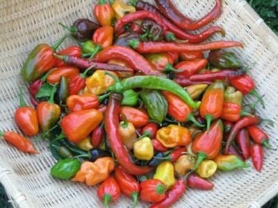 Pepper Joe's Hot and Happy Pepper Seed Mix - Paquete variado de más de 10 semillas de chile - Cultivadas en Estados Unidos - Semillas de segador