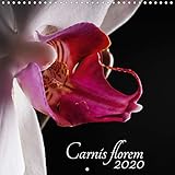Carnis florem 2020 (calendrier mural 2020 300 * 300 mm square) - sensuelle et delicate, elle est la (Calvendo Nature)