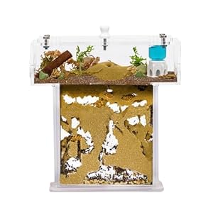 Anthouse Acryl Ameisenfarm Set Mini T-Form