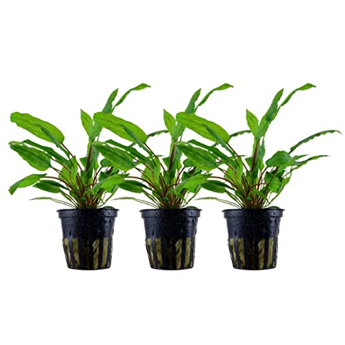 AquaOne Aquarium Pflanze 3 Stück Cryptocoryne wendtii 'Green' I Wasserpflanze Aquariumpflanze Rosette voll durchwurzelt einfach pflegeleicht Aquascaping Dekoration