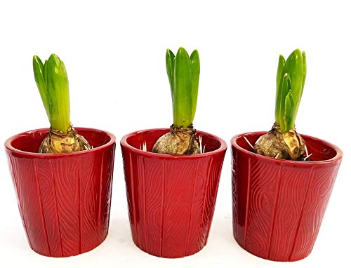 POWERS TO FLOWERS - SET 3 BULBI GIACINTO PROFUMATO ROSSO, IN VASO CERAMICA, piante vere