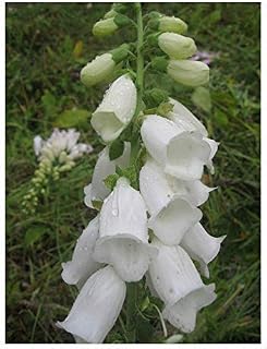 PREMIER SEEDS DIRECT - Digitalis - Foxglove - ALBA - White - 0.8 Gram ~ Approx 8000 Seeds