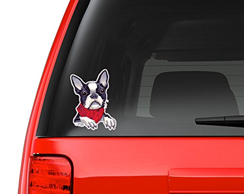 Boston Terrier Wearing a Scarf Full Color Art Vinyl Auto Decal Sticker or any Smooth Surface