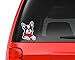 Boston Terrier Wearing a Scarf Full Color Art Vinyl Auto Decal Sticker or any Smooth Surface