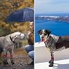 BINGPET Anti-Slip Dog Socks for Hardwood Floors,Injury Prevent Licking Dog Booties,Traction Control Paw Protector Dog Shoes for Hot Pavement with Reflective Straps for Small Medium Large Dogs